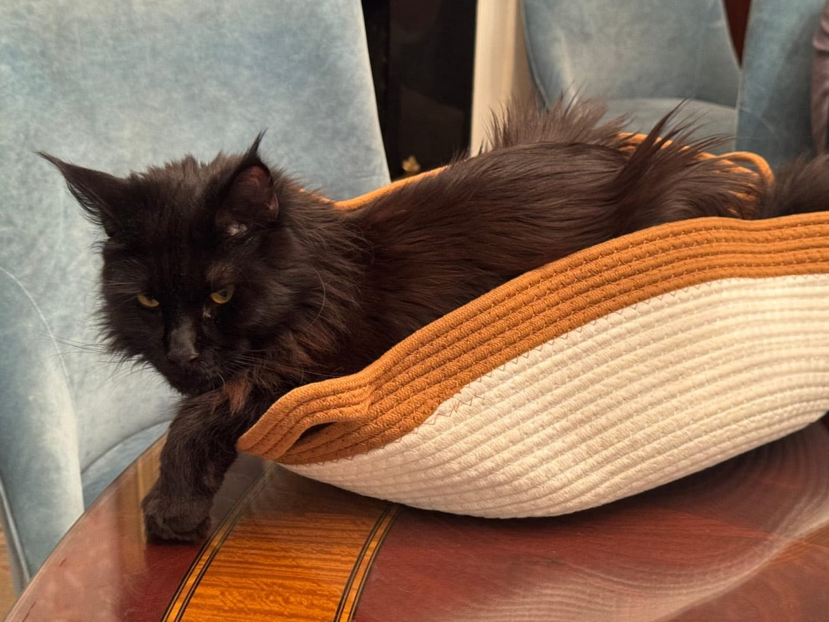 Maine Coon w koszyku
